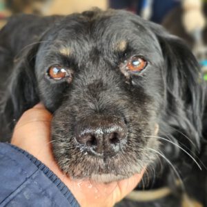 Spaniel Mischling Chiqui, 04/2016, ca. 45 cm