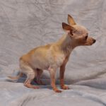 Chihuahua Chispa, 07/2017, ca. 20 cm, 61209 Echzell