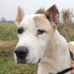 Cane Corso Mischling Corsaria, 09/2018, ca. 63 cm, 25488 Holm