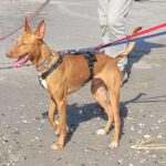 Podenco Cosmo, 08/2023, ca. 46 cm