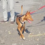 Podenco Cosmo, 08/2023, ca. 46 cm