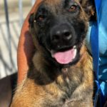 Malinois Mischling Destiny, 06/2022, ca. 60- 65 cm