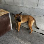 Malinois Mischling Destiny, 06/2022, ca. 60- 65 cm