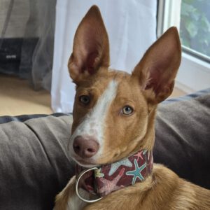 Podenco Eddie, 05/2024, Endgröße ca. 45 cm