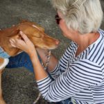 Podenco Elliot, 06/2021, ca. 50 cm