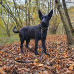 Malinois Mischling Elvis, 04/2024, Endgröße ca. 65 cm,53347 Alfter