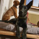 Malinois Mischling Elvis, 04/2024, Endgröße ca. 65 cm,53347 Alfter