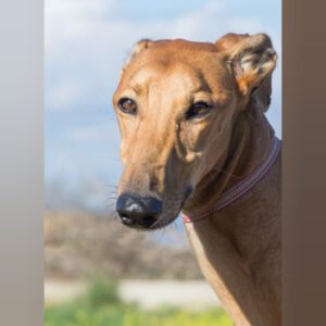 Galgo Escándalo, 01/2021, ca. 70 cm