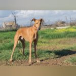 Galgo Escándalo, 01/2021, ca. 70 cm