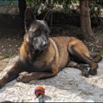 Malinois Gaston, 06/2022, ca. 60 cm, 52399 Merzenich