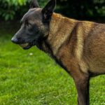 Malinois Gaston, 06/2022, ca. 60 cm, 52399 Merzenich