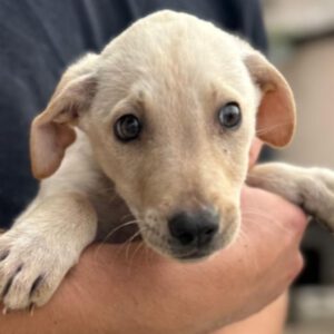 Labrador Mischling Huey, 08/2024, Endgröße ca. 45 cm