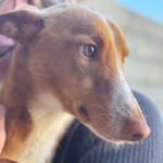 Podenco Jamie, 11/2023, ca. 40 cm