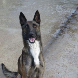 Malinois Mischling Julieta, 11/2022, ca. 65 cm