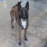 Malinois Mischling Julieta, 11/2022, ca. 65 cm