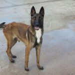 Malinois Mischling Julieta, 11/2022, ca. 65 cm