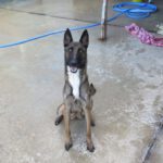 Malinois Mischling Julieta, 11/2022, ca. 65 cm