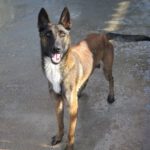 Malinois Mischling Julieta, 11/2022, ca. 65 cm