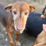 Podenco Maneto July, 08/2012, ca. 35 cm