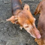 Podenco Maneto July, 08/2012, ca. 35 cm