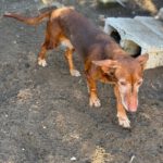 Podenco Maneto July, 08/2012, ca. 35 cm