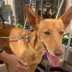 Podenco Kassandra, 04/2023, ca. 45 cm