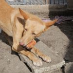 Podenco Kassandra, 04/2023, ca. 45 cm