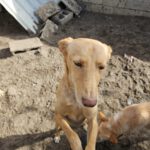 Podenco Kassandra, 04/2023, ca. 45 cm