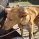 Podenco Katja, 05/2024, Endgröße ca. 45 cm