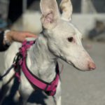 Podenco Kylie, 10/2023, ca. 40 cm