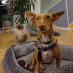 Podenco Maneto Laura, 07/2019, ca. 38 cm, 38126 Braunschweig