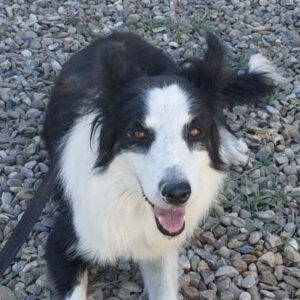 Border Collie Lessie, 12/2021, ca. 50 cm