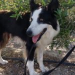 Border Collie Lessie, 12/2021, ca. 50 cm