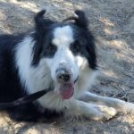 Border Collie Lessie, 12/2021, ca. 50 cm