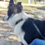 Border Collie Lessie, 12/2021, ca. 50 cm