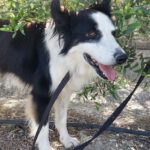 Border Collie Lessie, 12/2021, ca. 50 cm