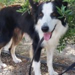 Border Collie Lessie, 12/2021, ca. 50 cm