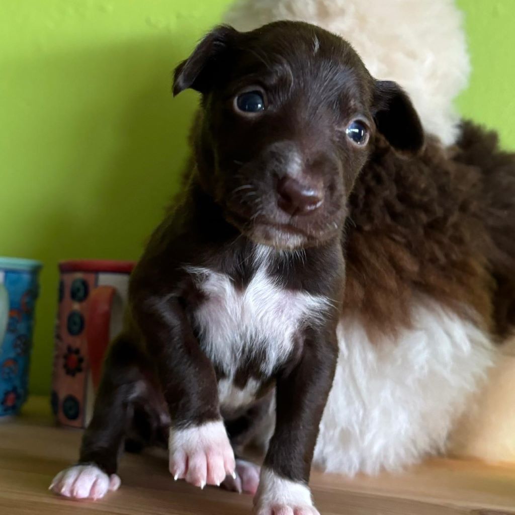 Podenco Lewe,10/2024, Endgröße ca. 50- 55 cm, 56370 Schönborn