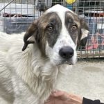 Mastin Litro, 11/2021, ca. 65- 70 cm