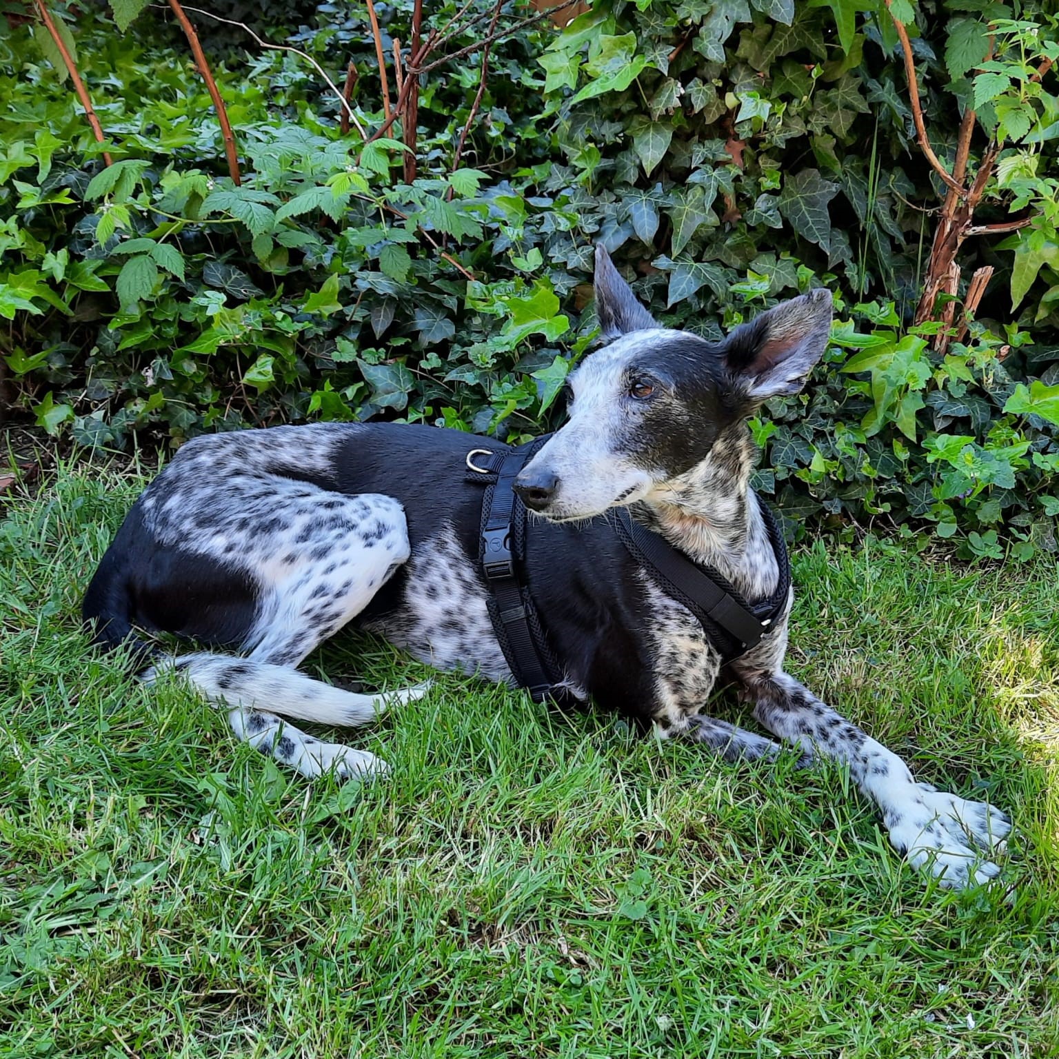 Podenco Lluvia, 01/2017, 52 cm, 32479 Hille