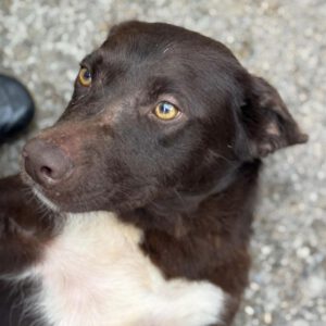 Labrador Mischling Lola, 11/2022, ca. 50 cm