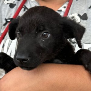 Labrador Mischling Louie, 08/2024, Endgröße ca. 45 cm