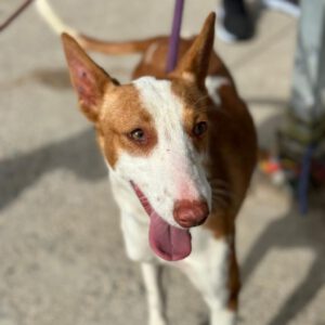 Podenco Lucia, 11/2023, ca. 45 cm