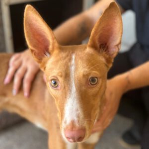 Podenco Luque, 06/2021, ca. 50-55 cm