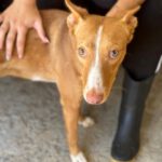 Podenco Luque, 06/2021, ca. 50-55 cm