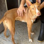 Podenco Luque, 06/2021, ca. 50-55 cm