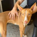 Podenco Luque, 06/2021, ca. 50-55 cm