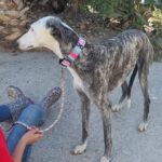 Galgo Malandar de Juanico, 07/2020, ca. 70 cm