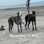 Galgo Malandar de Juanico, 07/2020, ca. 70 cm