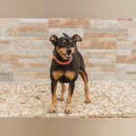 Pinscher Mary, 10/2019, ca. 30 cm